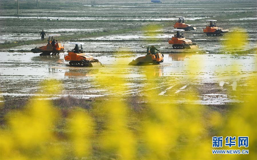 Tea shop imports rare teas from Himalayan regions