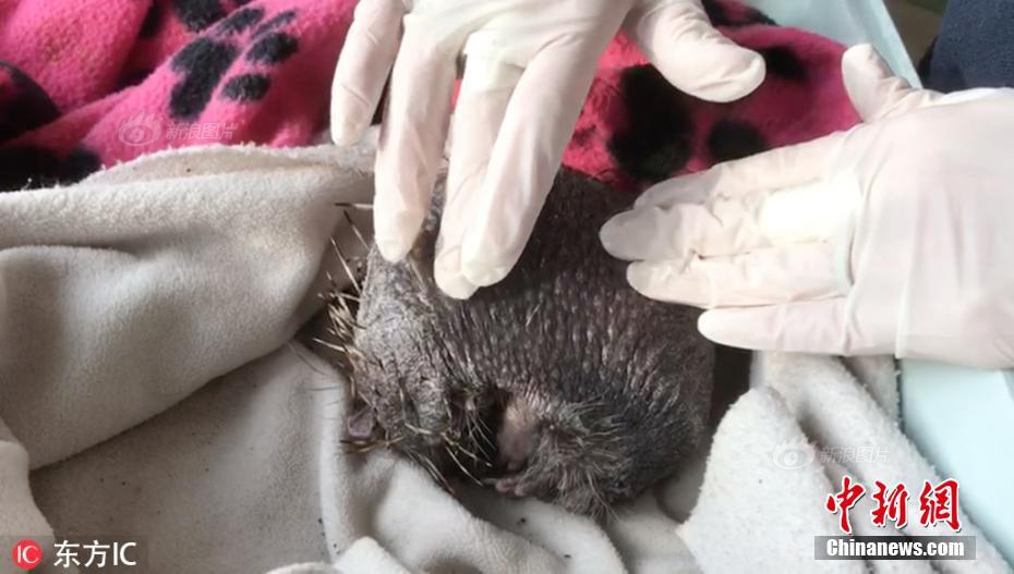 A community garden hosted a 