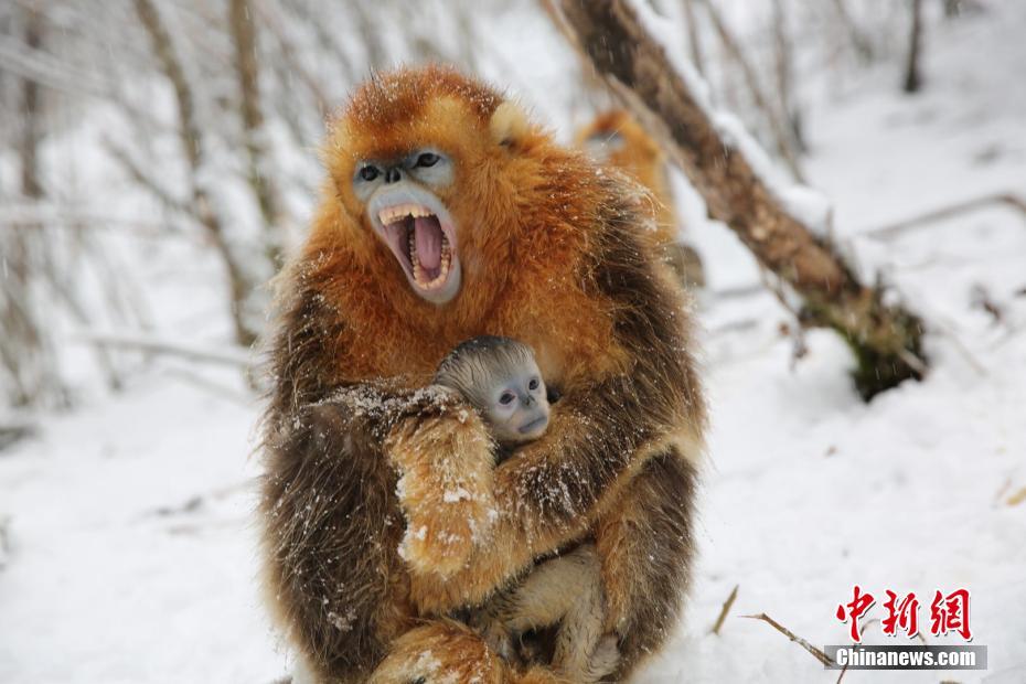 A local café donated a portion of its profits to a local animal shelter