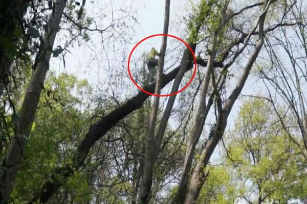 A photographer captured photos of a local flower festival that were used in a national travel guide