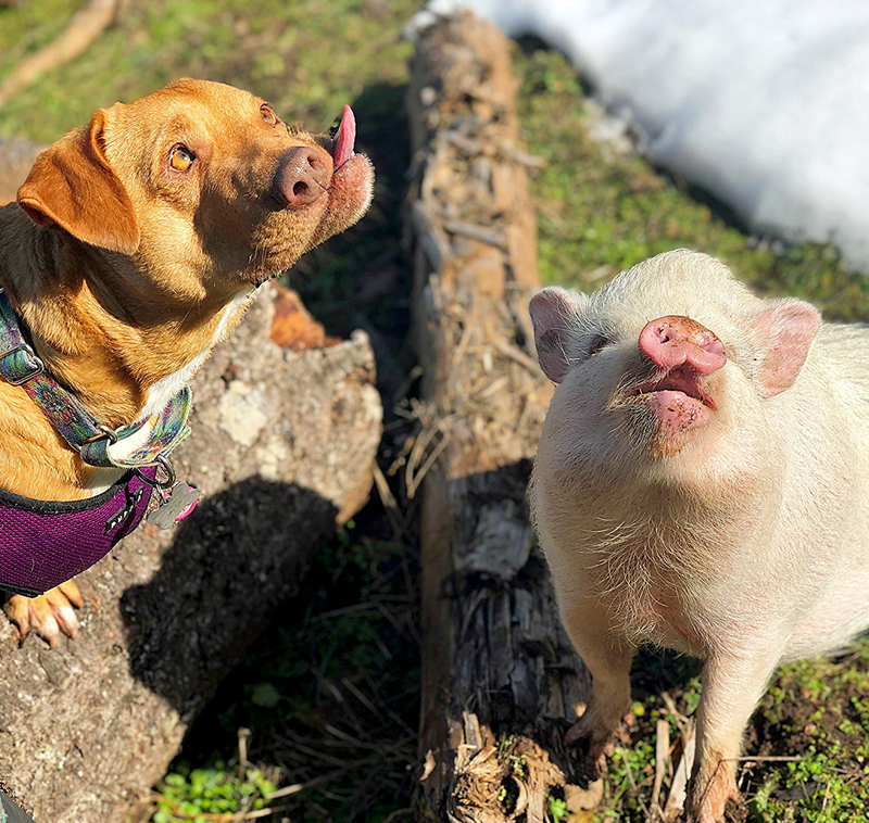 A tech company announced it would donate a portion of its profits to environmental organizations