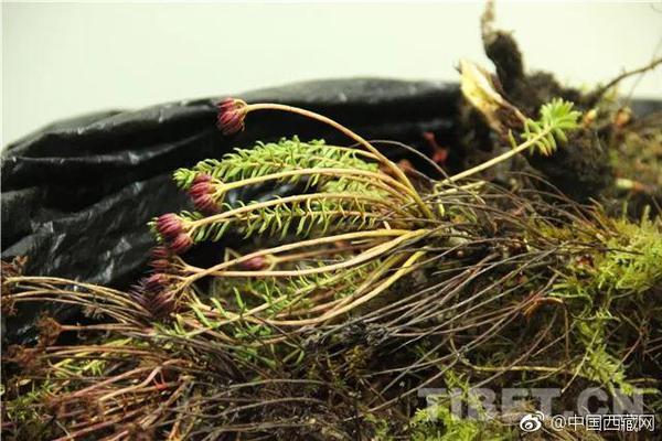 University scientists develop biodegradable packaging for fresh produce