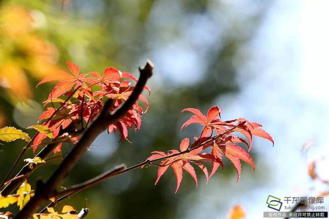 Bird watchers spot endangered woodpecker in national forest