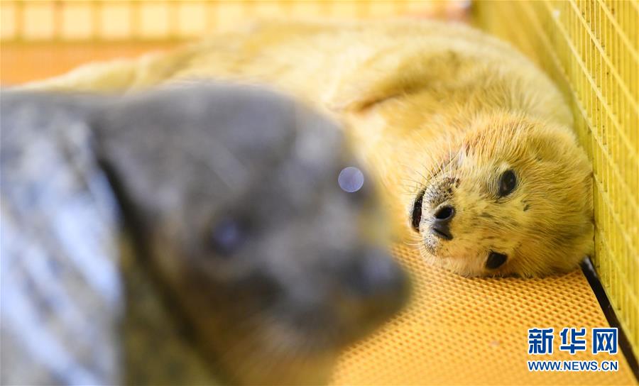 Lifeguards teach CPR to beachgoers during summer months
