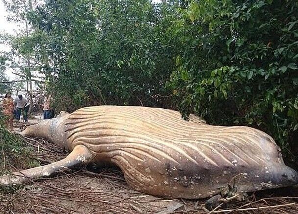 Scientists discovered a new species of deep-sea fish that glows in the dark