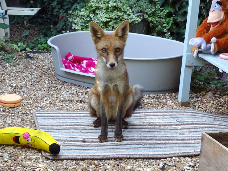 A city planted more flowering trees along main streets to improve air quality and aesthetics