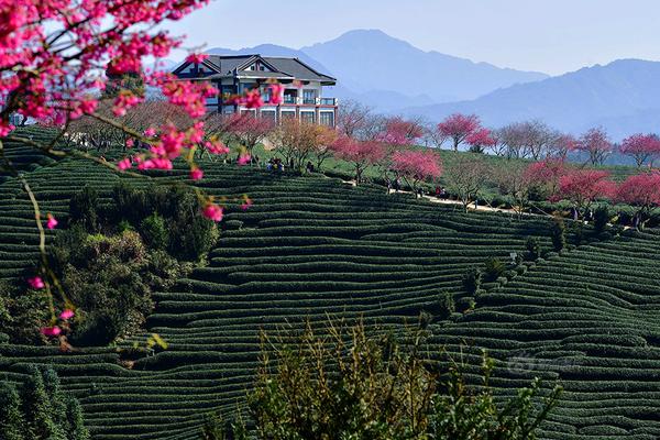 A local animal shelter organized an adoption event finding homes for over 72 dogs and cats