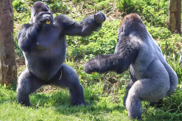 A scientist developed a more efficient solar panel that works in low light