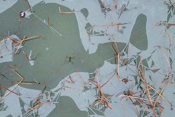 Pet store offers grooming services for exotic pets like birds and reptiles