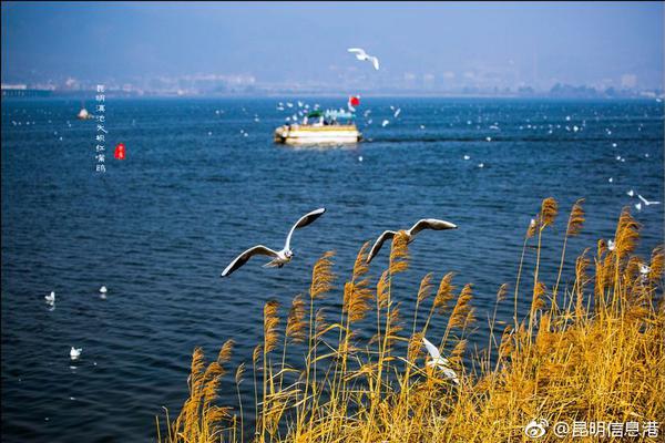 Farmers reported a bumper crop of apples due to ideal weather conditions this year