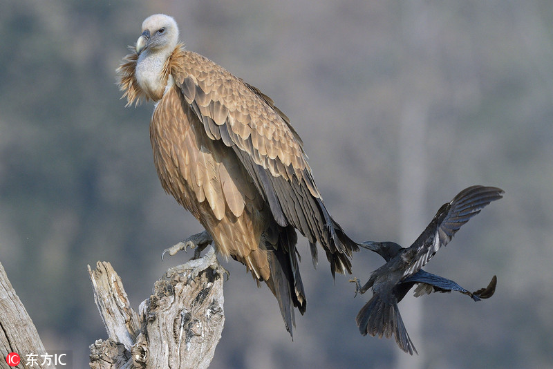 A popular restaurant chain introduced a new plant based menu line to meet customer demand