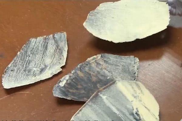 A national park started offering guided tours led by park rangers, focusing on wildlife and plant identification