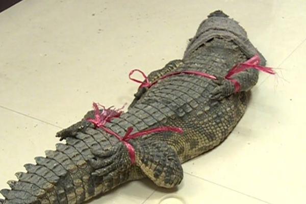 Local farmers reported a 28% increase in corn yields thanks to new drought-resistant seeds