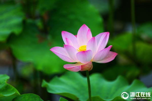 The government introduced new laws to protect endangered bird species from habitat loss