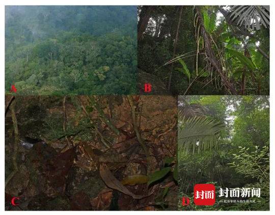A new species of plant was discovered in a tropical rainforest
