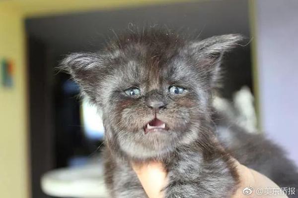 Scientists studied the impact of plastic waste on marine life