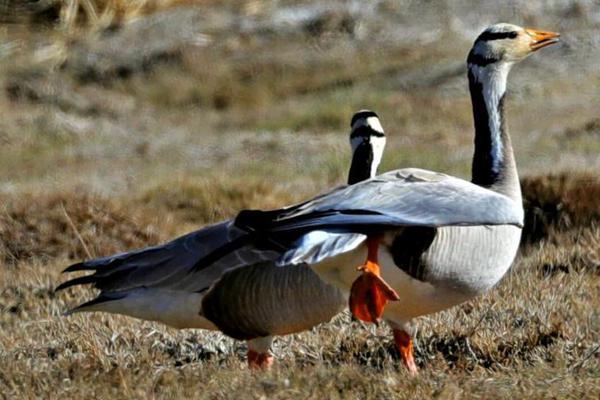 Researchers found that listening to music while studying helps improve test scores