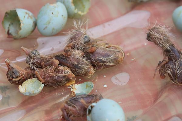 A bakery started making custom cakes for weddings and birthdays