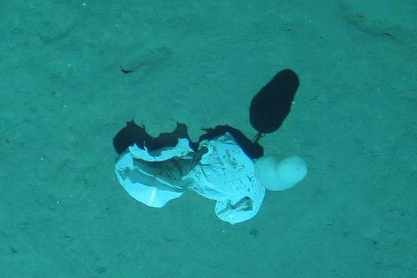 A famous chef opened a new restaurant specializing in local cuisine