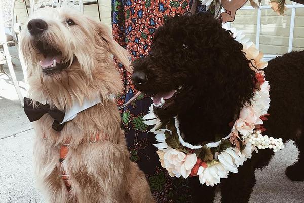 Researchers discovered a new species of bird in a remote forest in South America