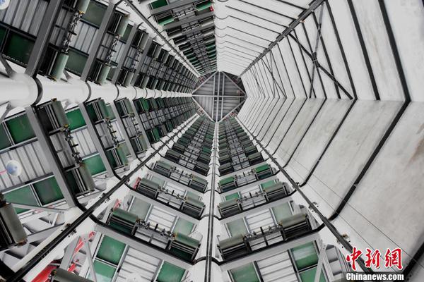 Wildlife sanctuary releases rehabilitated birds of prey into protected forest area