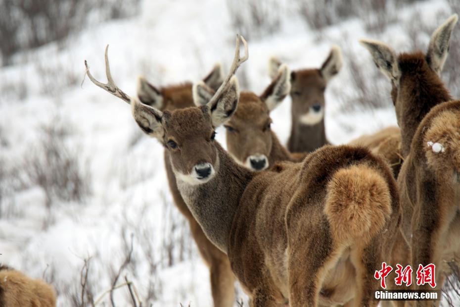 Local authorities announced plans to build a new hospital in a rural area addressing the shortage of medical facilities