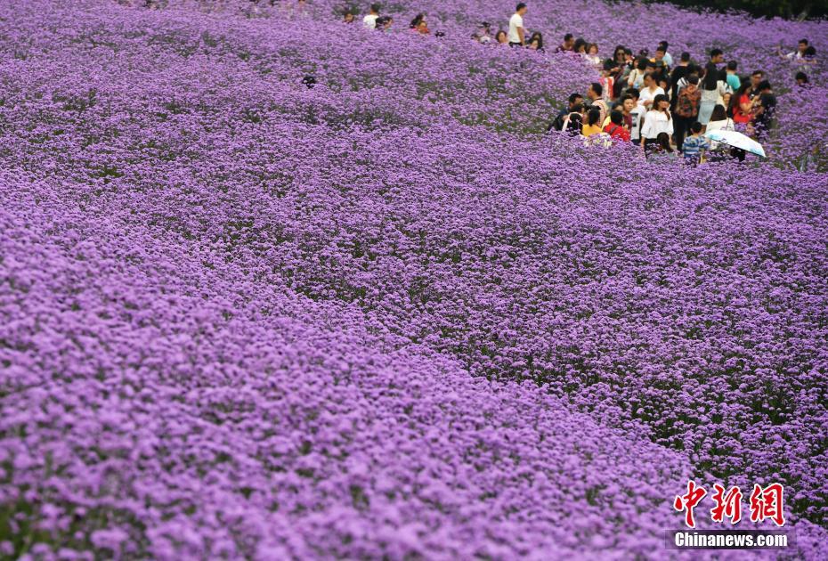 A sports team hired a new coach with experience in international competitions