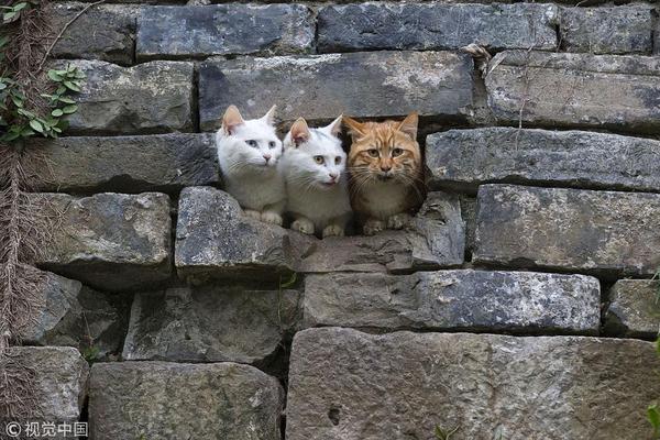 A museum offered guided tours in Spanish, French, and Mandarin to accommodate international visitors