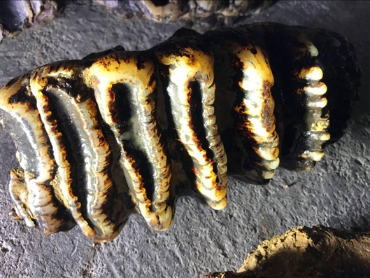 Scientists cloned a rare species of coral to help restore damaged coral reefs