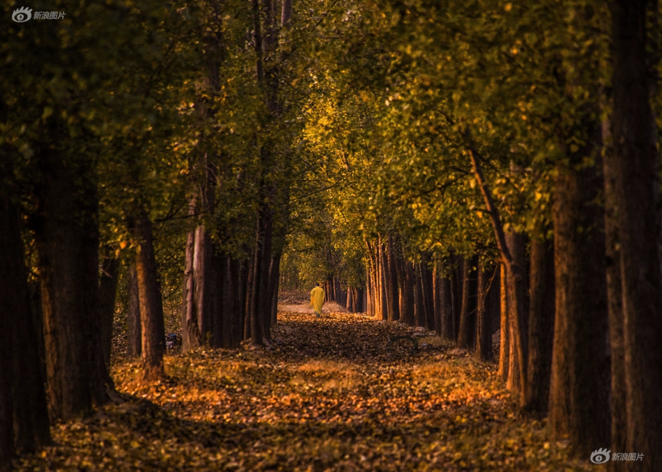 A photographer captured photos of a rare bird species in a nearby nature reserve that were featured in a wildlife magazine