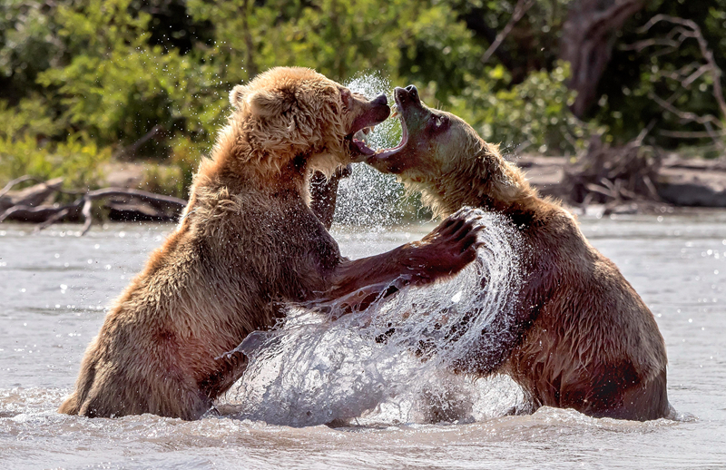 A musician performed a free concert in the park that was attended by over 600 people