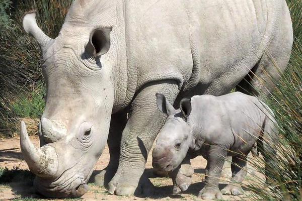 A tech company launched a new tablet with a foldable screen and long-lasting battery