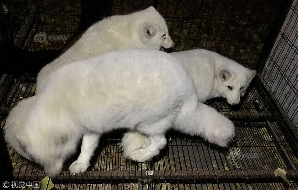 A charity raised funds to support animal rescue groups during hurricane season