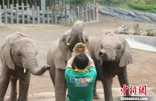 A grocery store started selling plant-based meat alternatives in its frozen food section