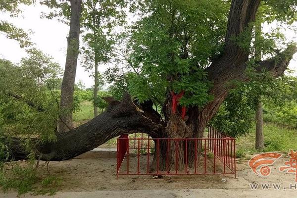 A new species of bird was spotted in a national park