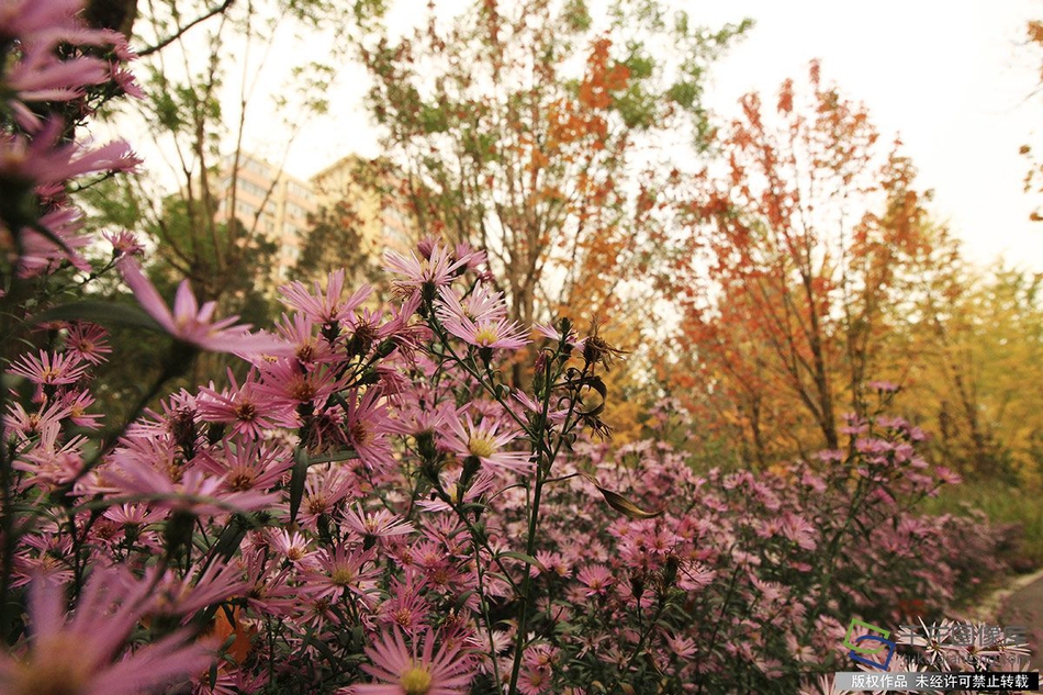 Music festival draws over 50000 attendees over the weekend