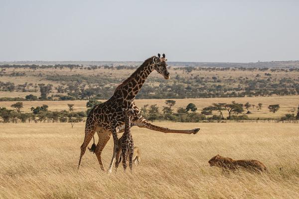 A major airline announced it would offer free Wi-Fi on all international flights
