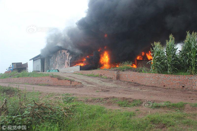 The mayor announced a plan to plant 12000 trees in the city over the next four years