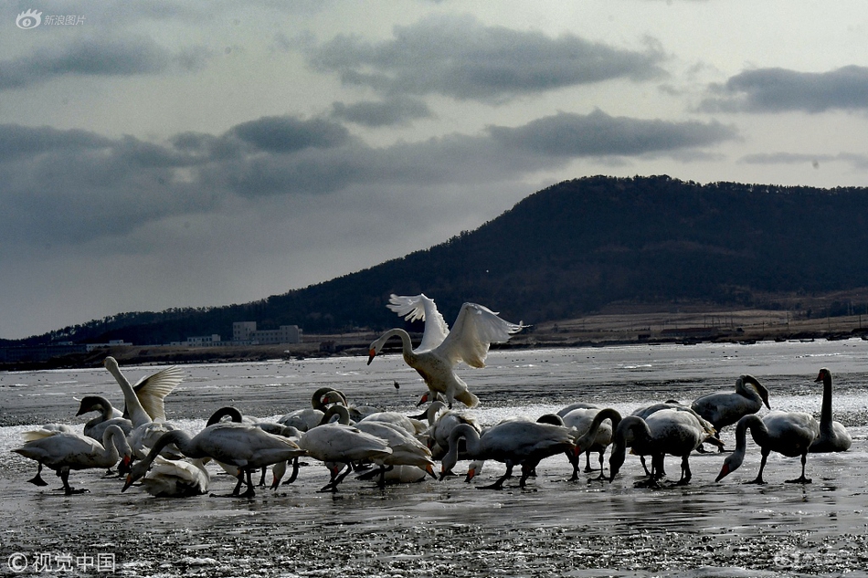Gymnastics team wins first place at regional competition