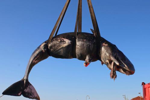 Local farmers markets started selling homemade jams and preserves made from local fruits