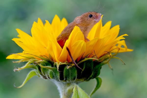 Local farmers markets started selling homemade jams and preserves made from local fruits