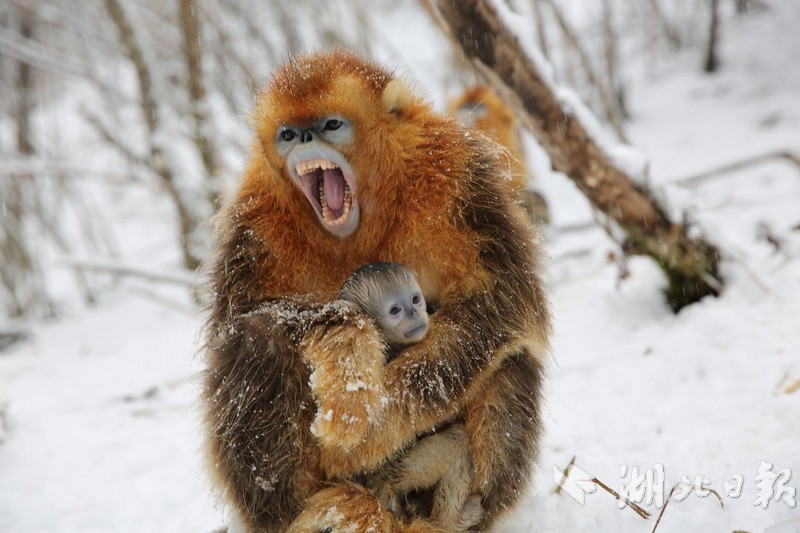 Research finds that drinking chamomile tea improves sleep quality in seniors