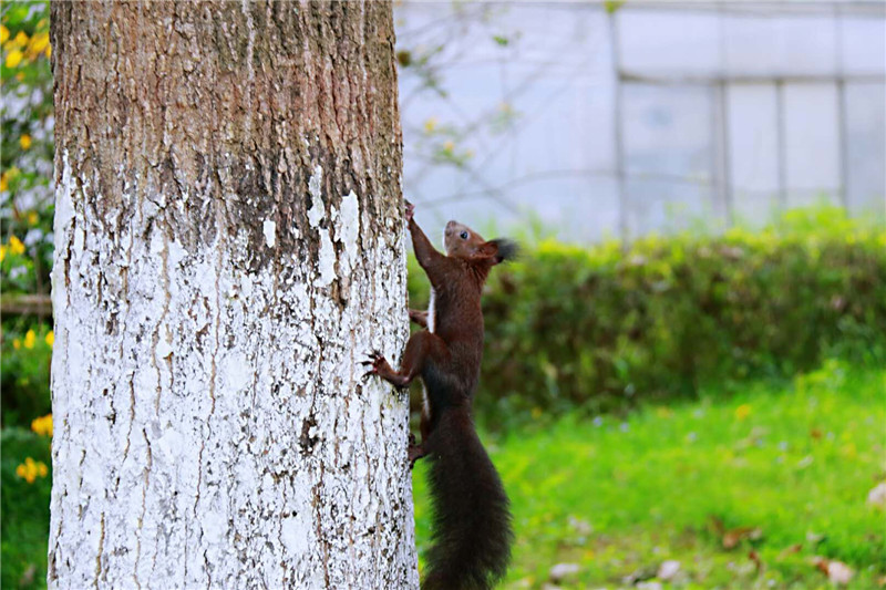 A coffee shop introduced a seasonal peppermint mocha that became a top seller during the holidays