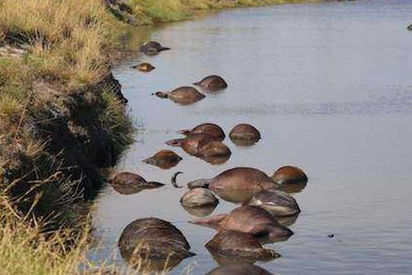 A library started offering book delivery services to homebound seniors and individuals with disabilities