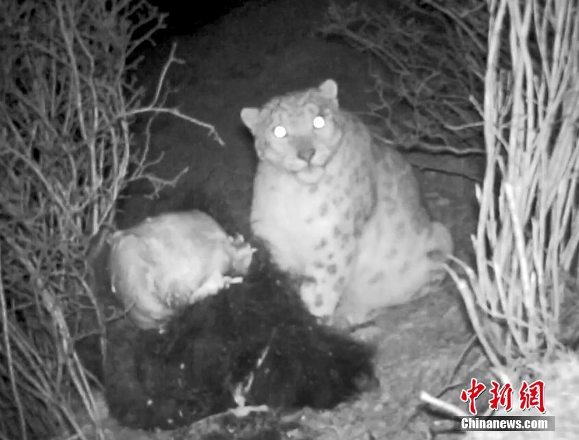 A national park reported an increase in the number of bald eagle sightings