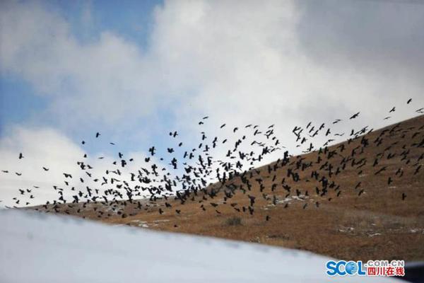 A national forest announced it will allow camping in more areas next year