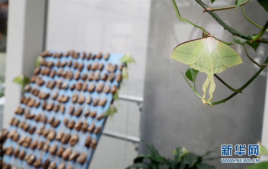 A bakery made bread with ancient grains