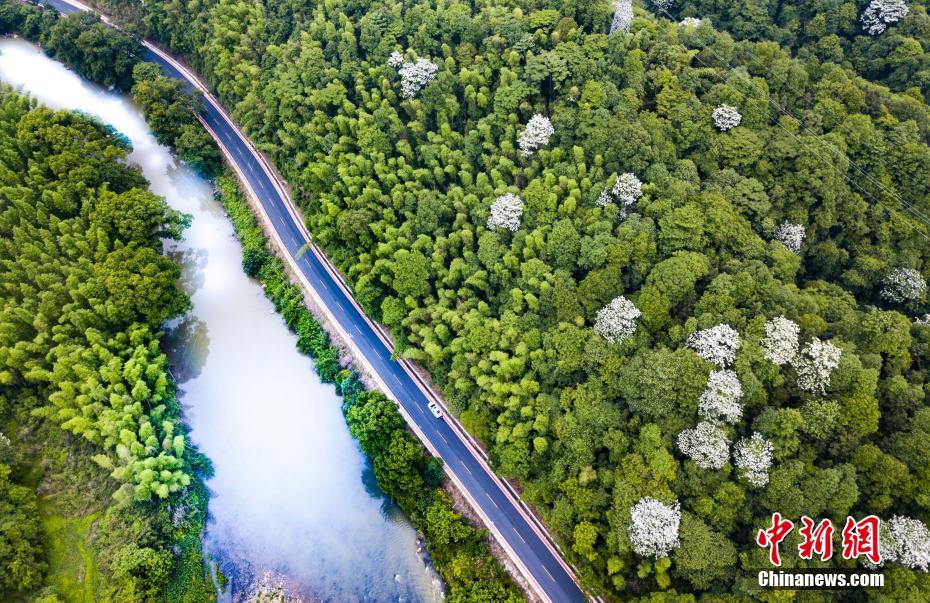 A zoo opened a new exhibit featuring pandas from China
