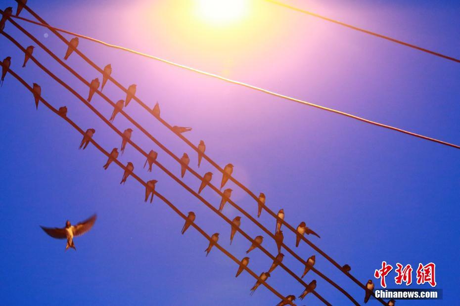 Researchers developed a new vaccine that is effective against multiple strains of a common virus