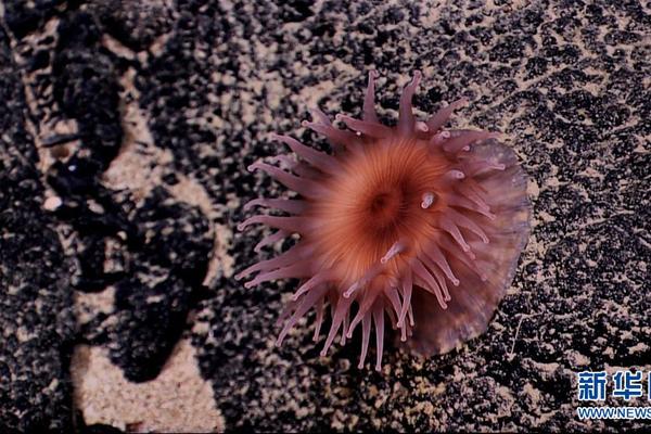 The national hockey league started its new season with a special opening ceremony